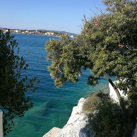 Dalmatino *