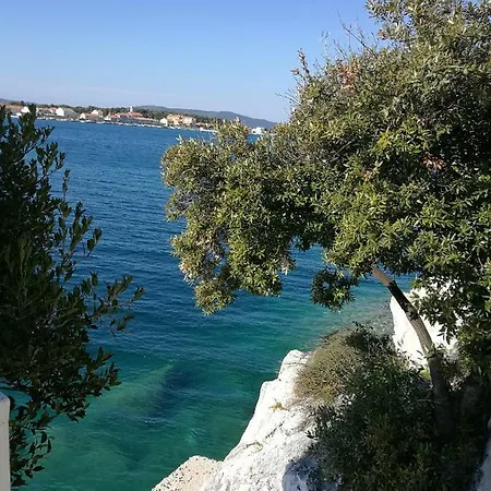 Dalmatino *
